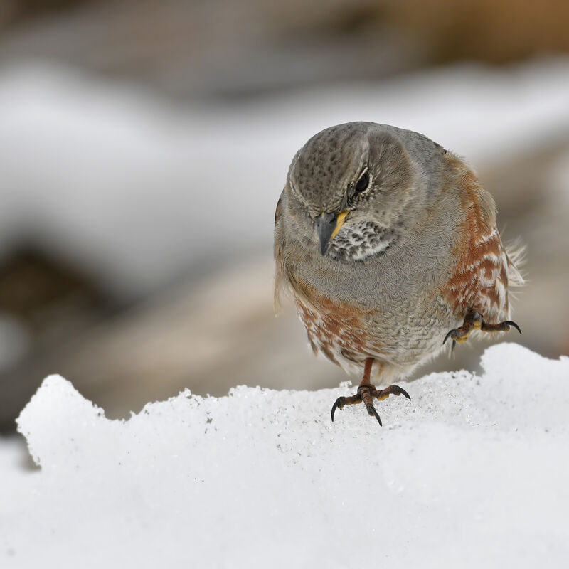 Alpine Accentoradult, identification