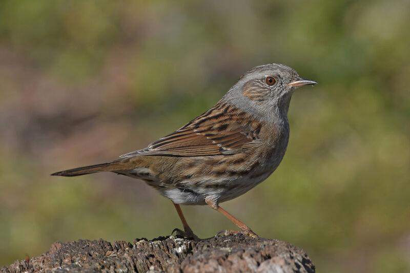 Accenteur mouchetadulte, identification