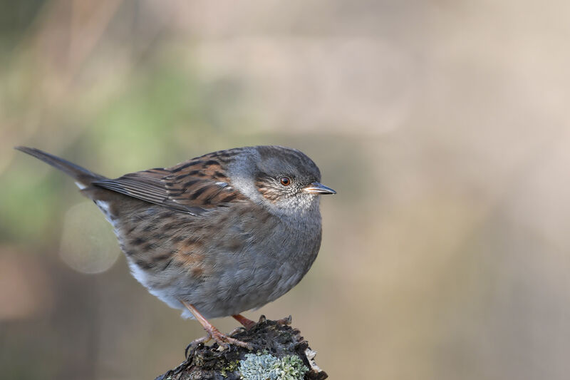 Dunnockadult, identification