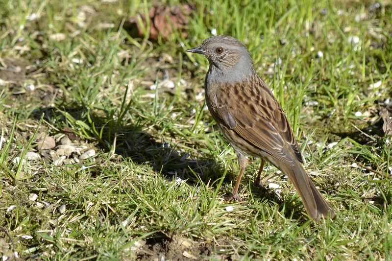 Dunnock, identification