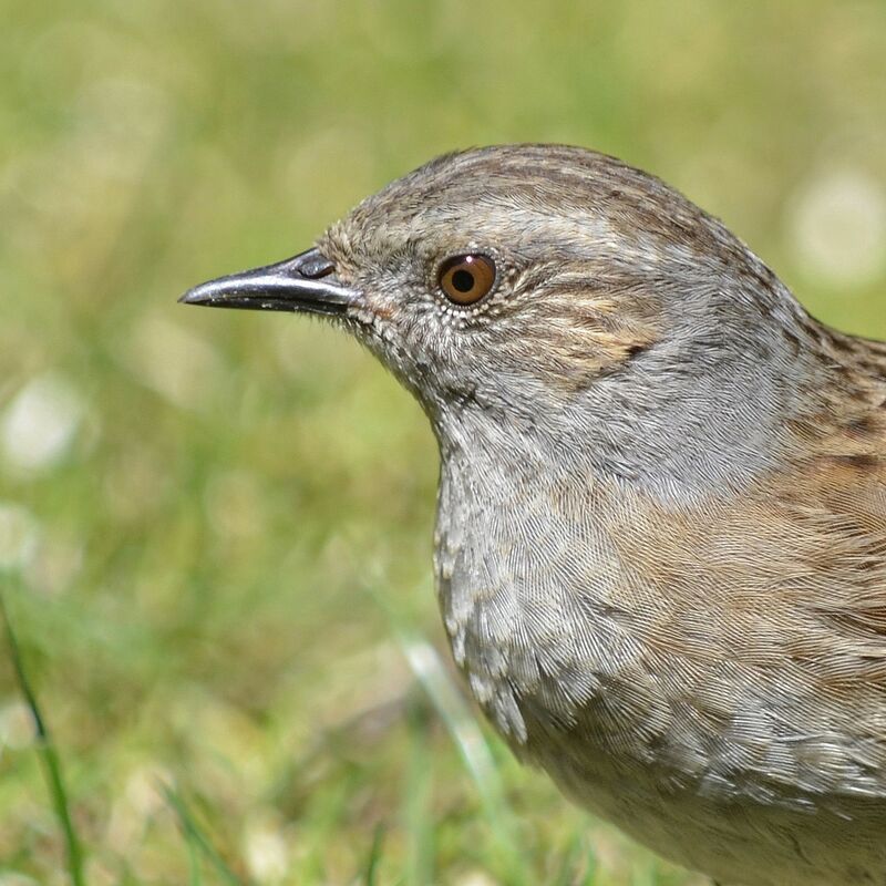 Dunnockadult, identification