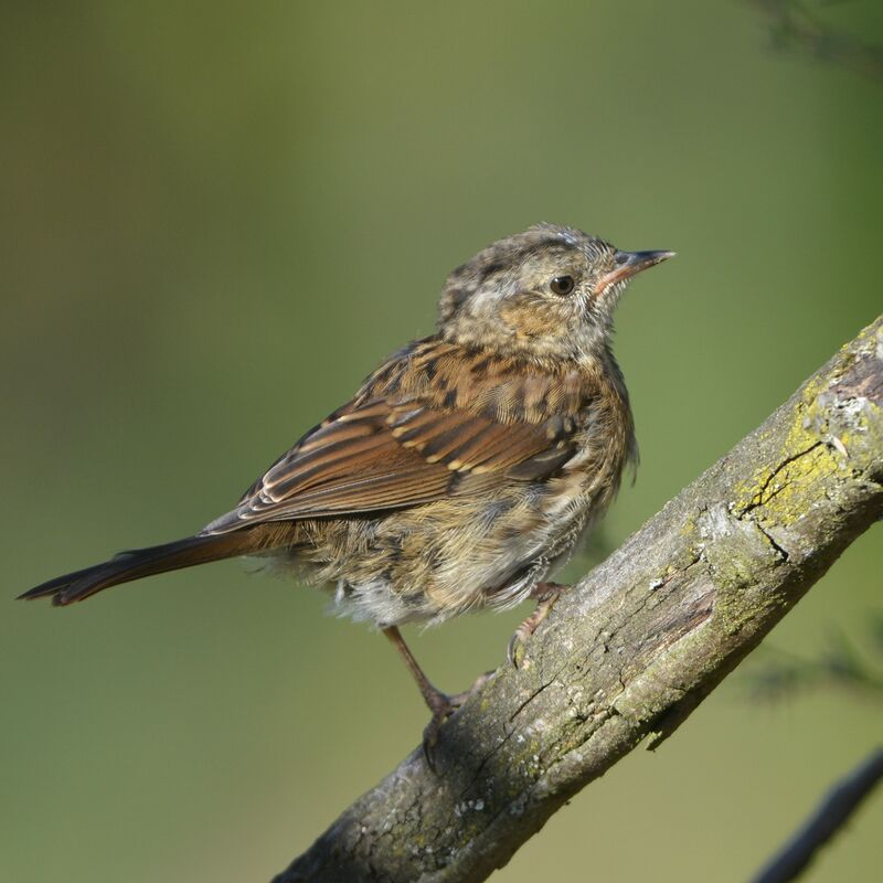 Accenteur mouchetjuvénile, identification