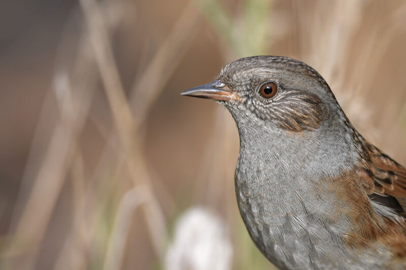 Dunnockadult, close-up portrait