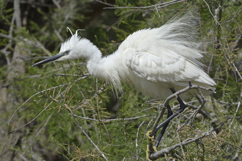 Aigrette garzetteadulte nuptial, identification