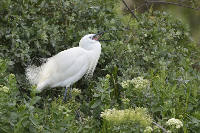 Aigrette garzette