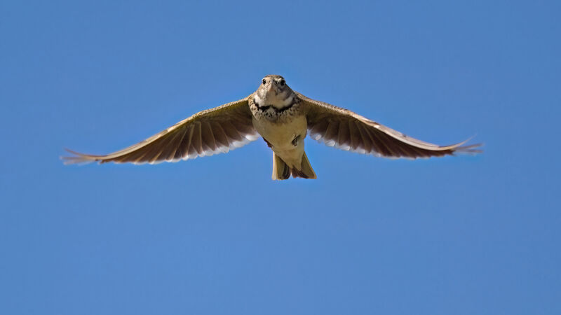 Calandra Larkadult, Flight