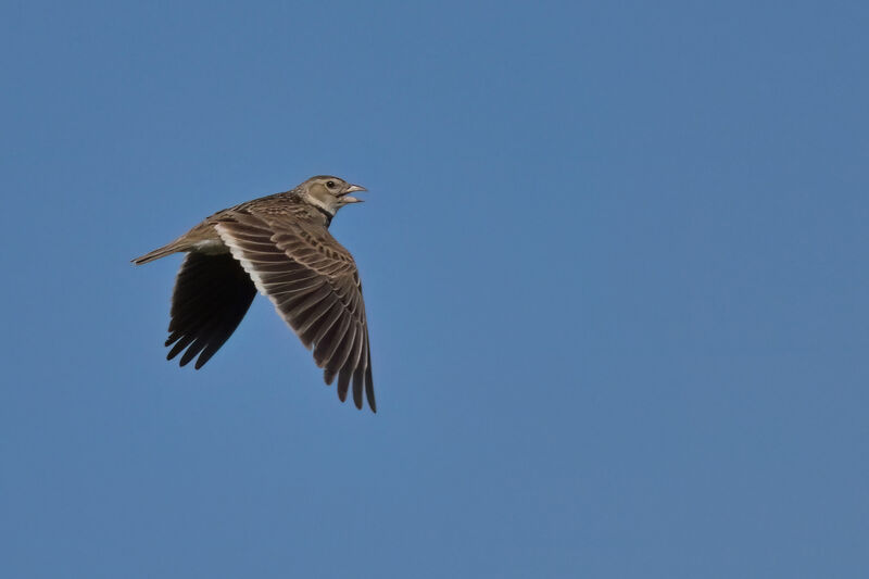 Calandra Larkadult, Flight