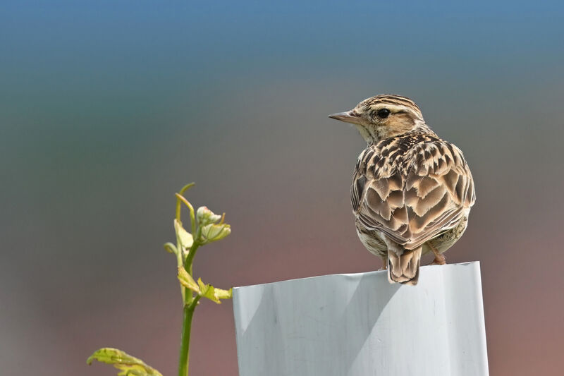 Woodlarkadult, identification