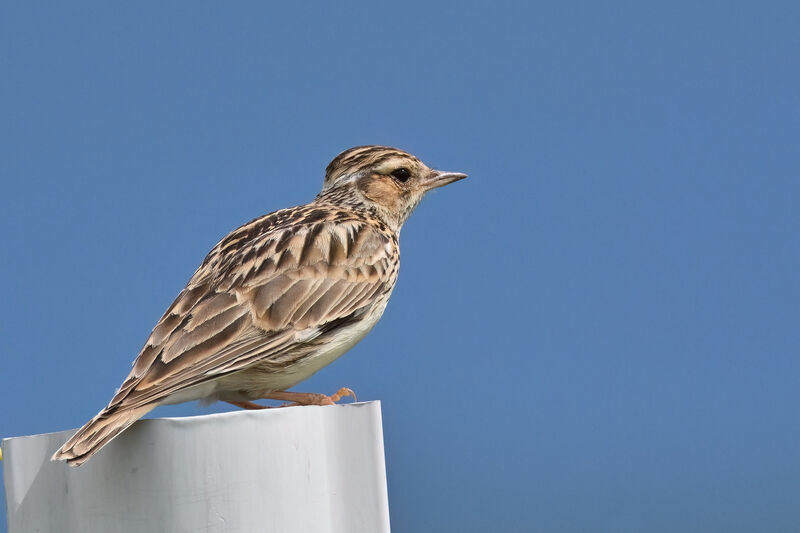 Woodlarkadult, identification