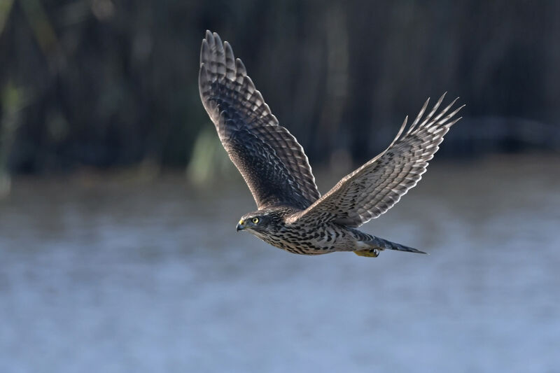 Eurasian GoshawkFirst year, Flight