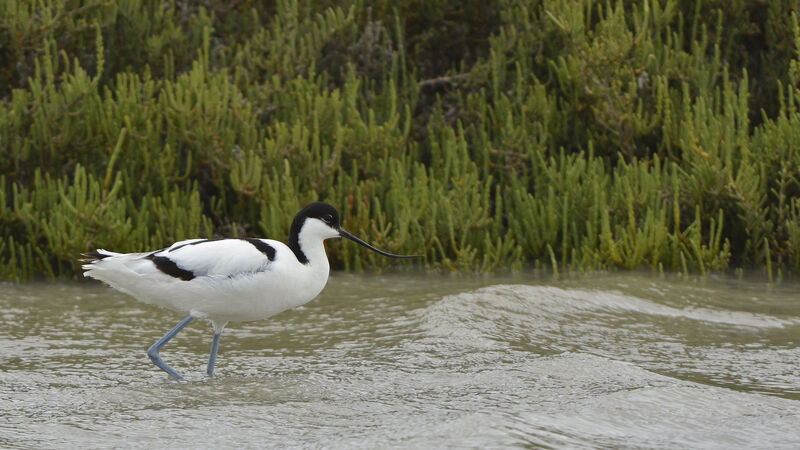 Pied Avocet, identification