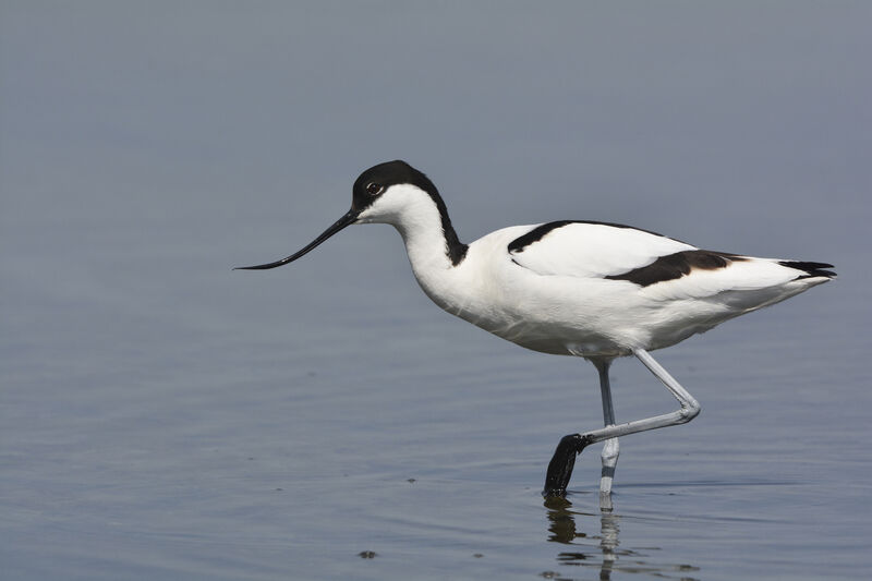 Pied Avocetadult, identification