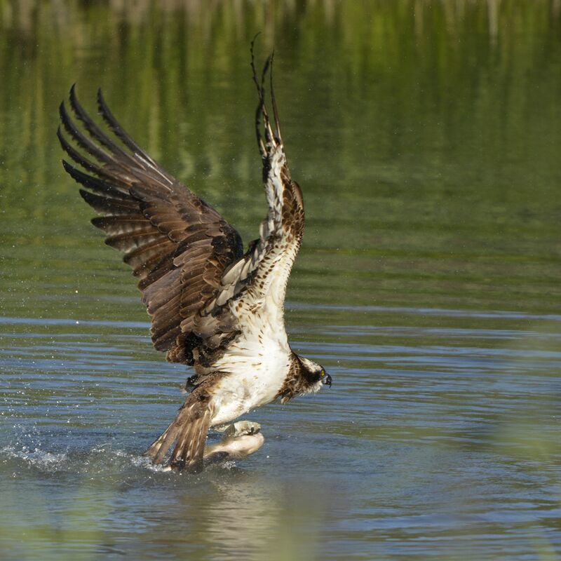 Osprey, feeding habits