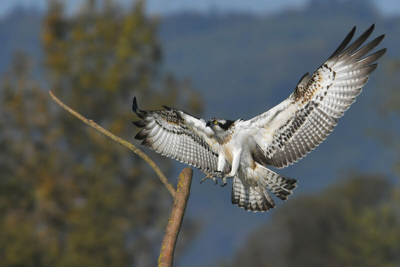 Ospreyjuvenile, identification