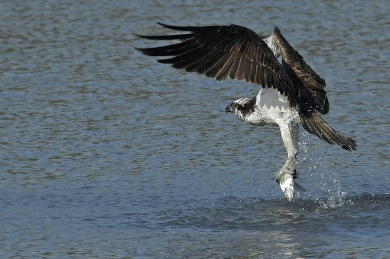 Balbuzard pêcheurjuvénile, Vol, pêche/chasse