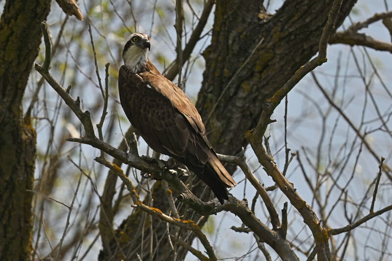 Ospreyadult, identification