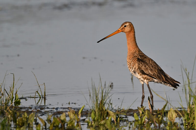 Black-tailed Godwitadult breeding, identification