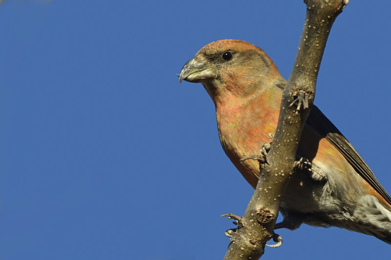 Red Crossbill male, close-up portrait