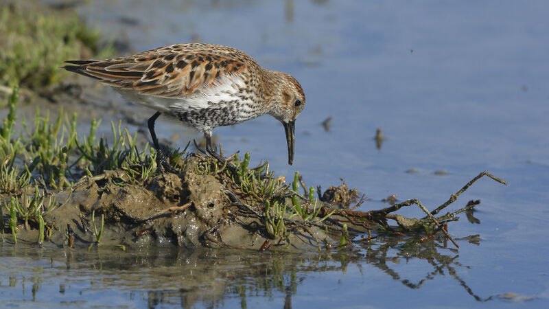 Dunlinadult breeding, identification