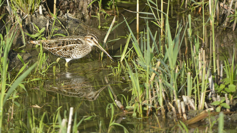 Common Snipe