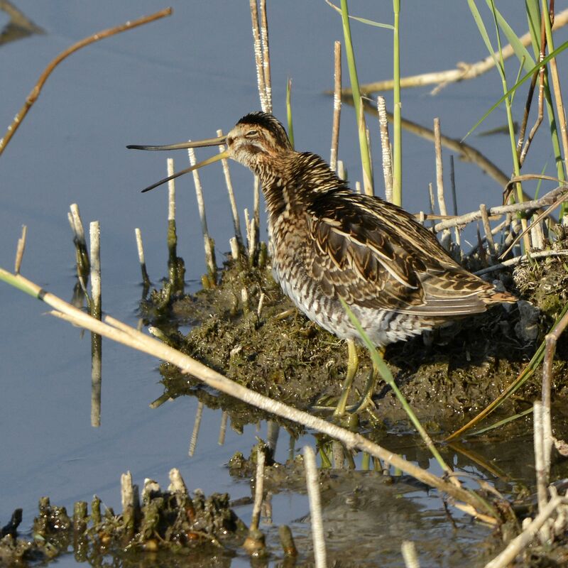 Common Snipeadult