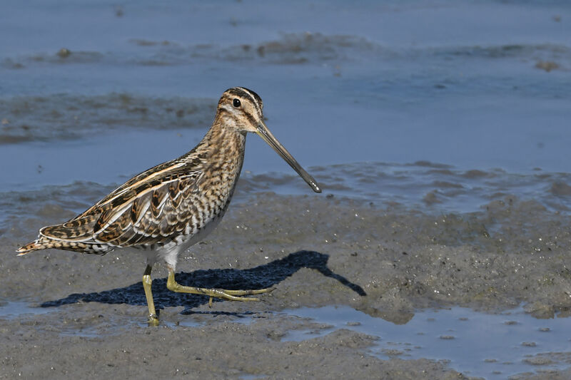 Common Snipeadult, identification