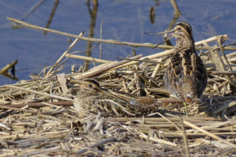 Bécassine des maraisadulte, identification