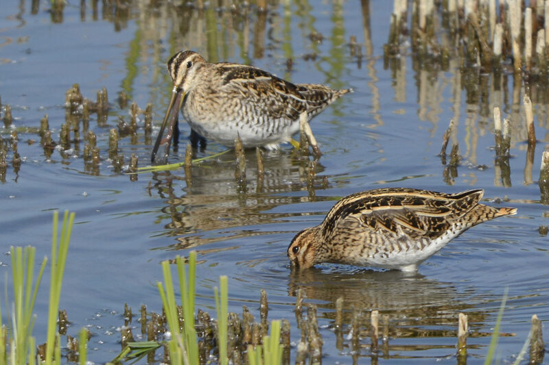 Common Snipeadult, feeding habits