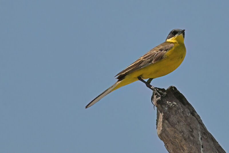 Western Yellow Wagtail (feldegg) male adult breeding, identification