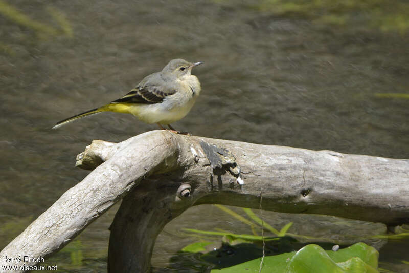 Bergeronnette des ruisseauxjuvénile, identification