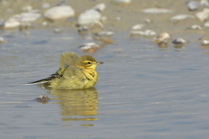 Western Yellow Wagtail (flavissima)