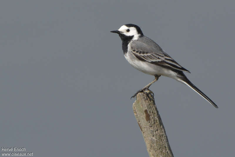 White Wagtail male adult breeding, identification