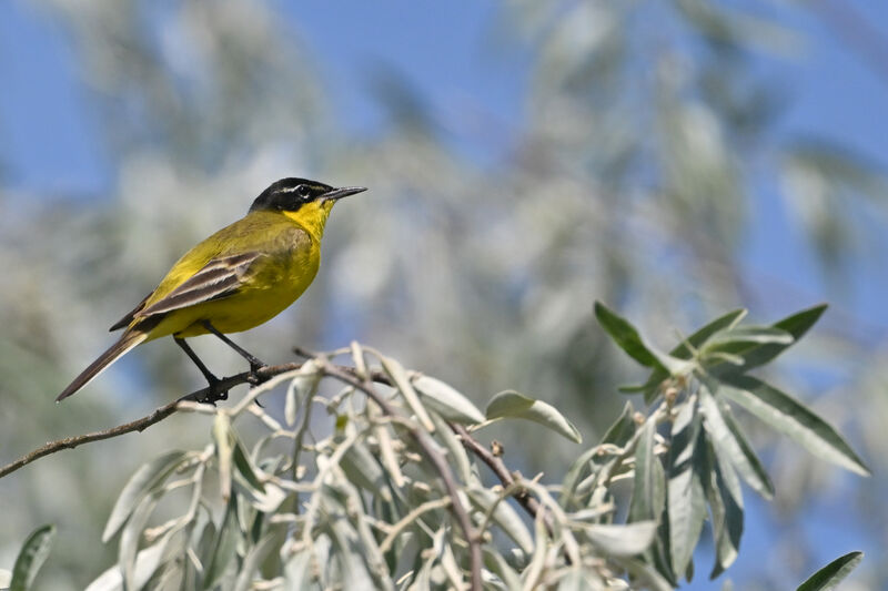 Western Yellow Wagtail male adult, identification