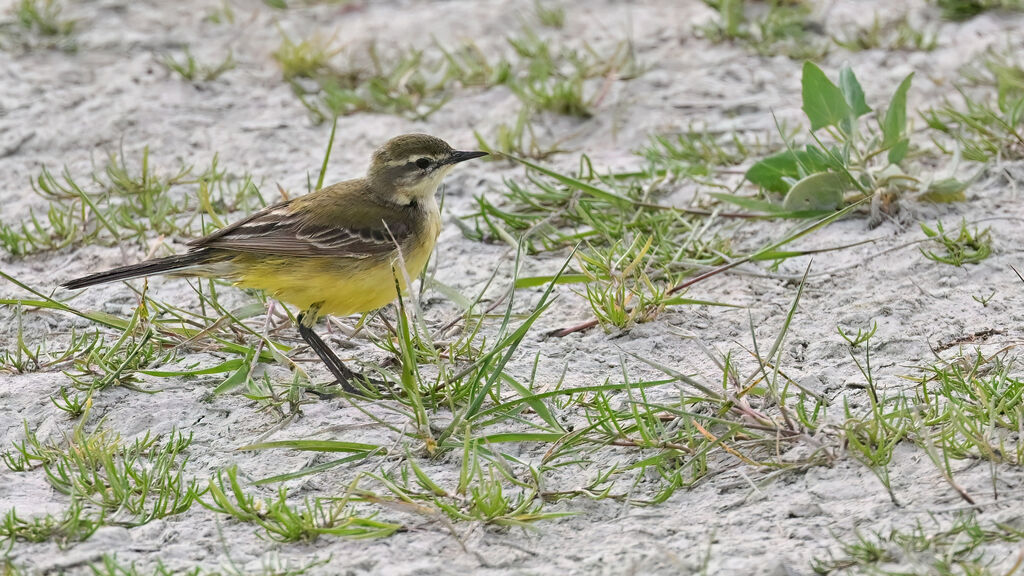 Western Yellow Wagtail female adult breeding, identification
