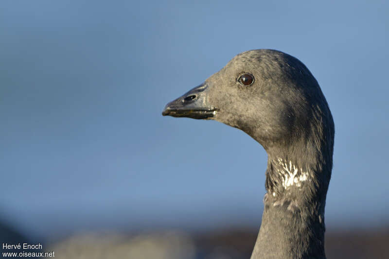 Brant Goose, close-up portrait