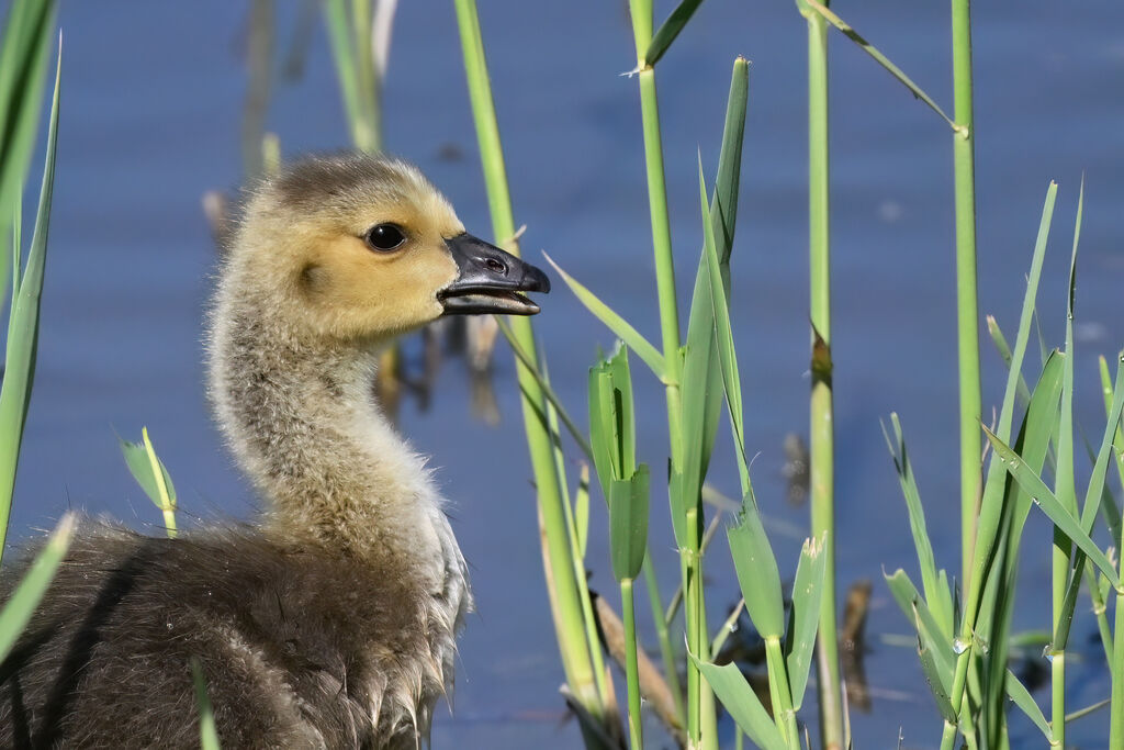 Canada Goose