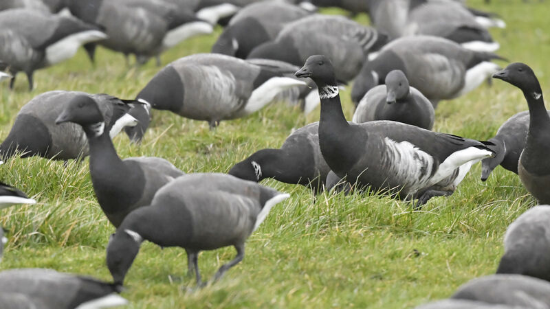 Brant Goose (nigricans)