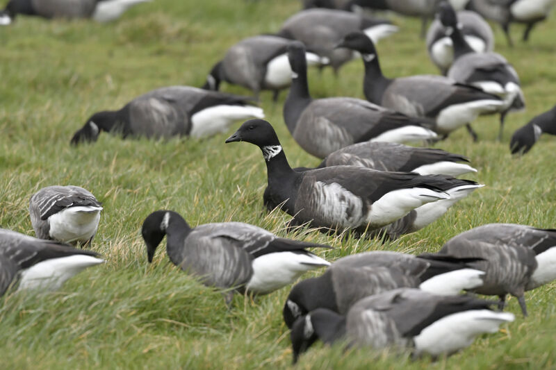 Brant Goose (nigricans)adult, identification