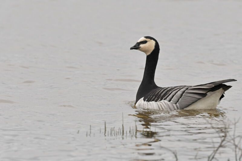 Barnacle Gooseadult, identification, swimming