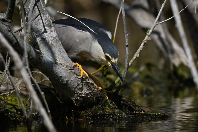 Black-crowned Night Heronadult breeding, identification, fishing/hunting