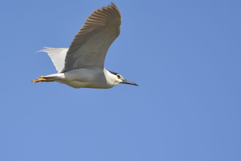 Black-crowned Night Heron, Flight