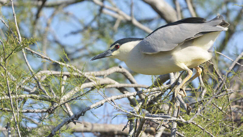 Black-crowned Night Heron, identification