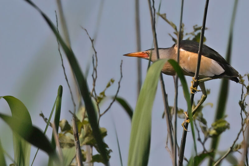 Little Bittern male adult breeding, identification