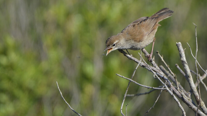 Cetti's Warbleradult, feeding habits