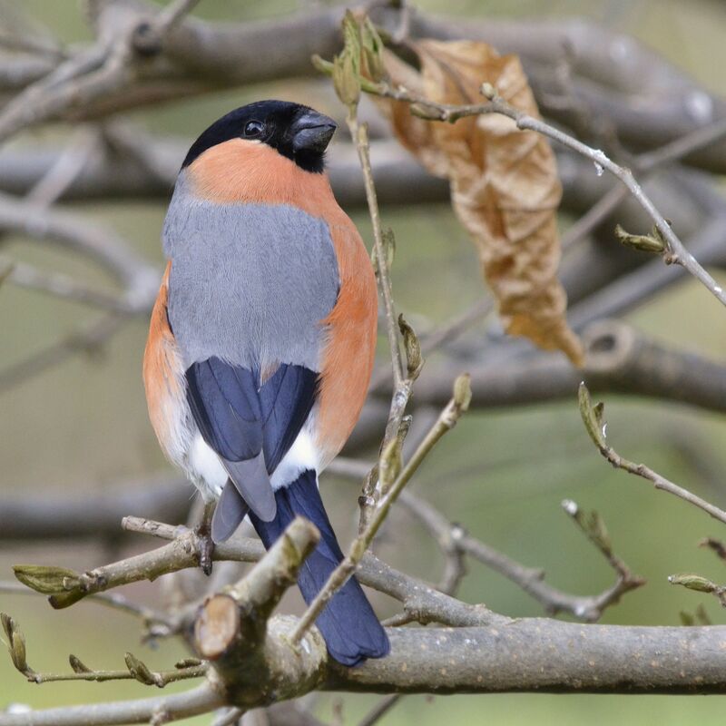 Eurasian Bullfinch male adult, identification