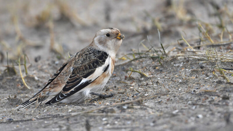 Snow Bunting male adult post breeding, identification