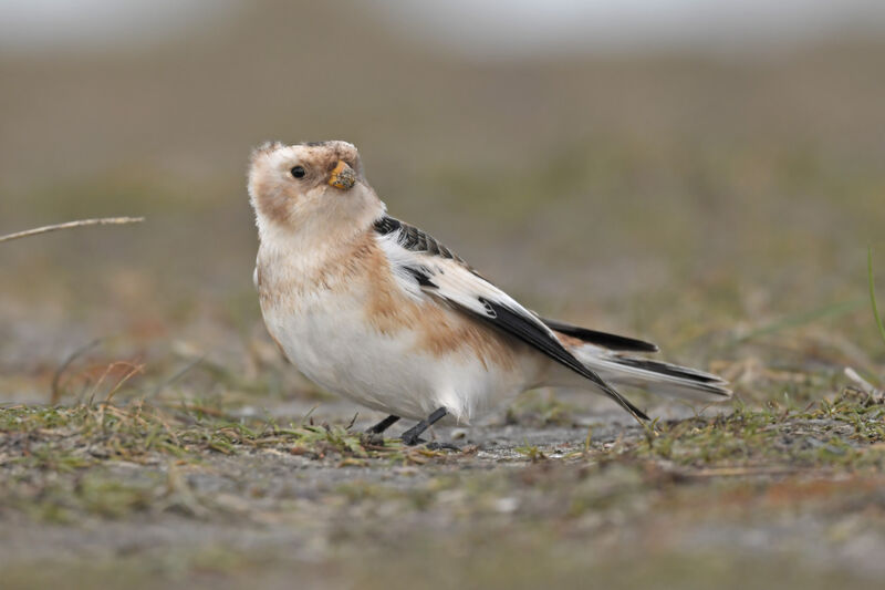 Snow Bunting male adult post breeding, identification