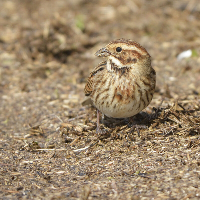 Bruant des roseaux femelle adulte