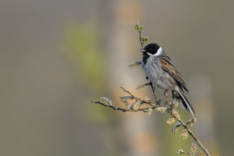 Bruant des roseaux mâle adulte nuptial, identification