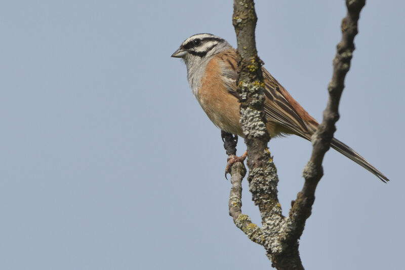 Rock Bunting male adult, identification